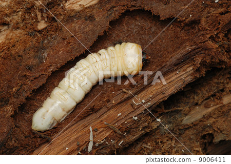 傘Kamikiri(幼蟲) 傘Kamikiri(幼蟲) 9006411