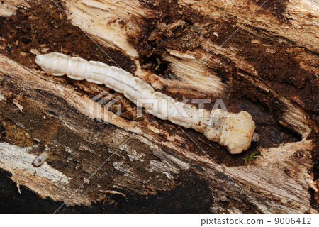 Yamato Tamamushi (larva) Yamato Tamamushi (larva) 9006412
