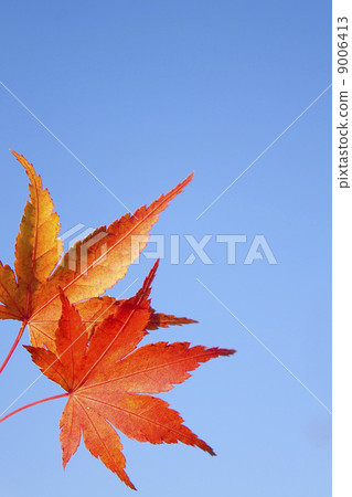 Blue sky and autumn leaves in early winter Blue sky and autumn leaves in early winter 9006413