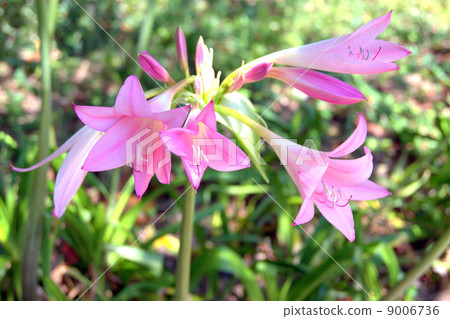 Amarukurinumu 9006736