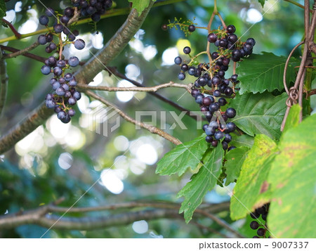 Yamabudo麵條 9007337