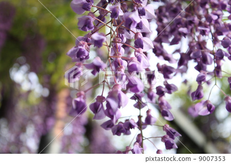 Wisteria 9007353