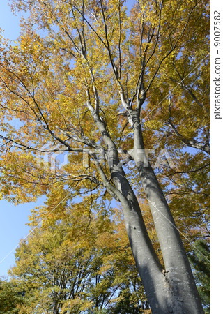 著色Zelkova 著色Zelkova 9007582