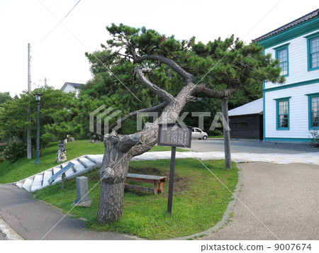 Hijikata Kozo位於Esashi-cho Mourning pine 9007674