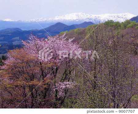 Youngbund plateau of youthful Youngbund plateau of youthful 9007707