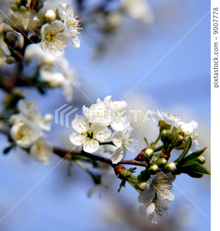 Branch of cherry blossoms 9007778