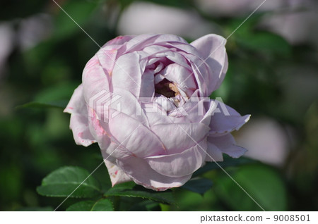 Big flower which flower 9008501