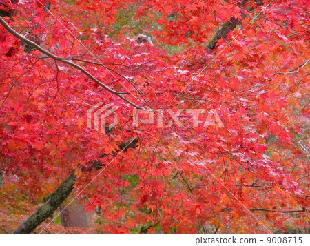 Zuihoji Park Maple 9008715