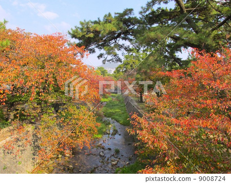 Cherry blossoms in Mukawa 9008724