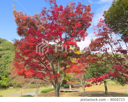 Miki Mountain Forest Park Maple 9008725
