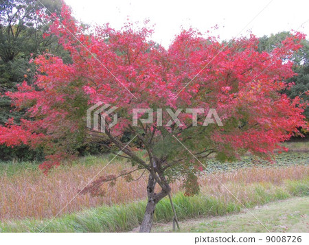 Miki Mountain Forest Park Maple 9008726