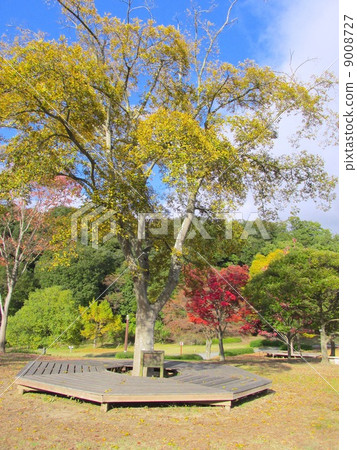 Miki Mountain Forest Park Enoki 9008727