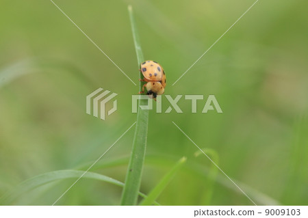 昆蟲Krisaki Tentou 9009103