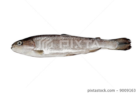 Trout Trout 9009163