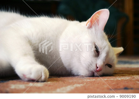 White cat White cat 9009190