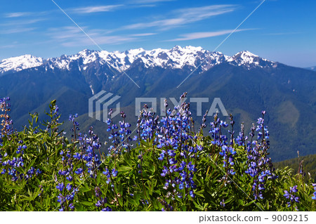 Hurricane Ridge Hurricane Ridge 9009215