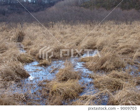 Kushiro moor in autumn 9009703