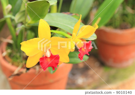 卡特蘭花 卡特蘭花 9010140