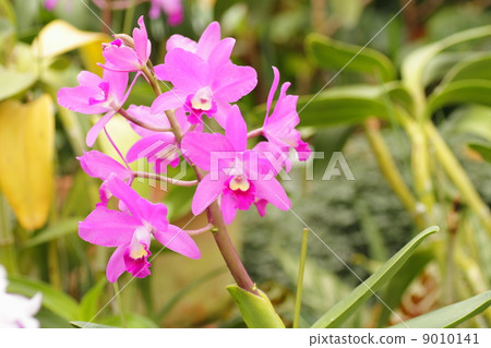 卡特蘭花 卡特蘭花 9010141