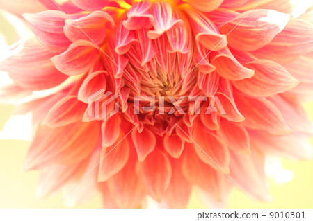 Dahlia Dahlia 9010301