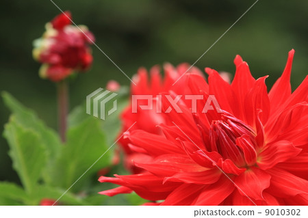 Dahlia 9010302