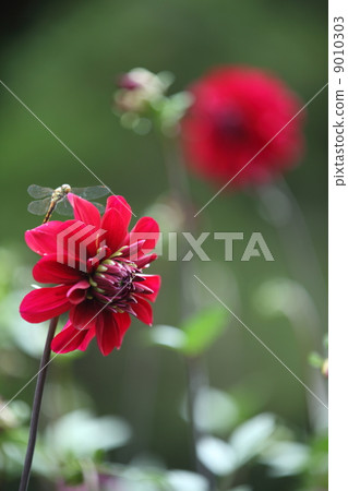 Dahlia Dahlia 9010303