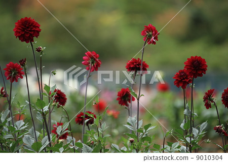 Dahlia Dahlia 9010304