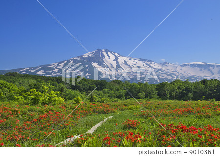 Mt. Chokai that you desire from Kuwano tree marshland Mt. Chokai that you desire from Kuwano tree marshland 9010361