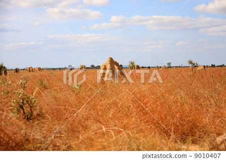 澳大利亞·萊克菲爾德國家公園 9010407