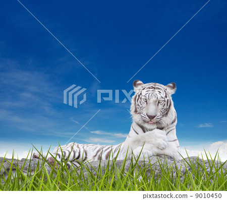 WHITE TIGER 9010450