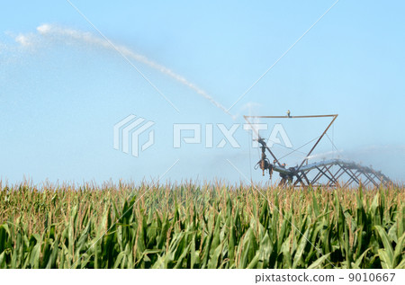 玉米田和灑水車 玉米田和灑水車 9010667