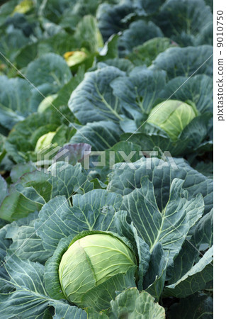 Young green head of cabbage 9010750