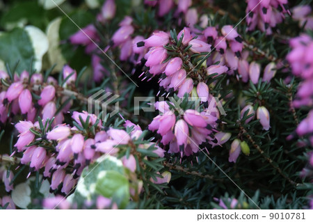 Erika Darriencis 9010781