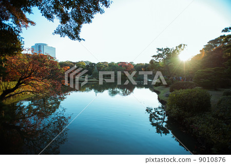 Autumn leaves garden 9010876