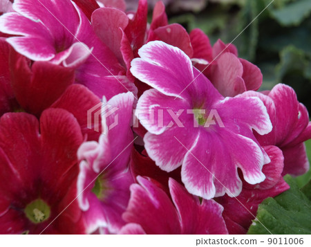 Primula · Obconica Primula · Obconica 9011006