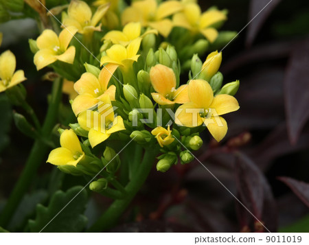 長壽 長壽 9011019