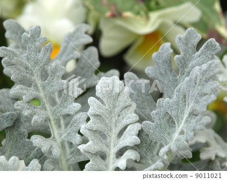 Shirota aegi 9011021