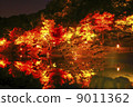 Light up of autumn leaves 9011362