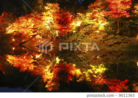 Autumn leaves of Rurin Park 9011363