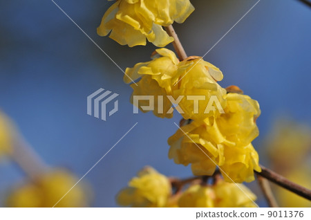 Megami蠟梅~Sosin ryubai~ 9011376