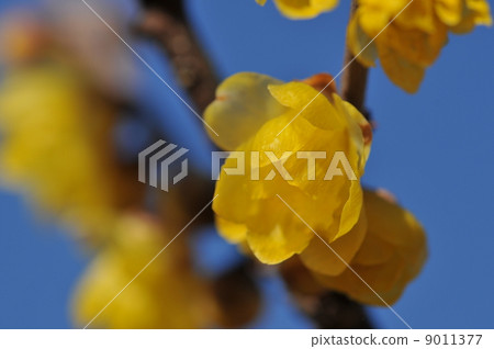 滿月蠟梅 -  Mangetsu Rowby  -  9011377