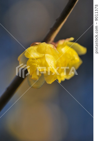 滿月蠟梅 -  Mangetsu Rowby  -  9011378