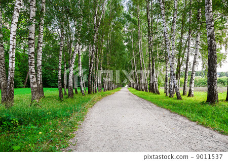 path in birch forest 9011537