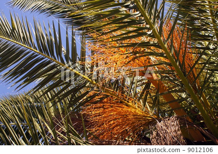 Canary palm and after flowers 9012106