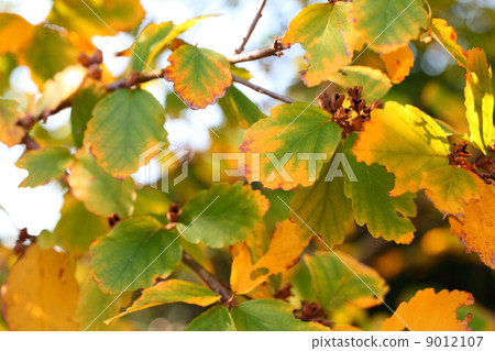 Autumn leaves of Akabana mansaku 9012107