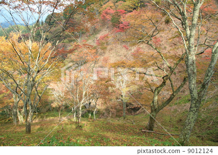 著色樹秋葉 9012124