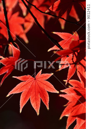 槭樹秋葉 9012411