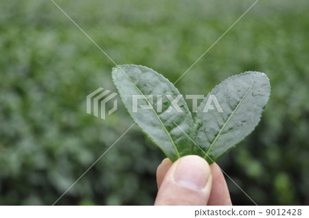嬉野茶 9012428