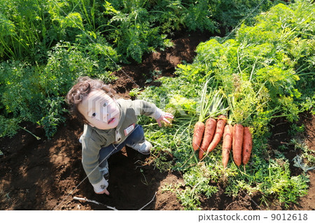 Nurihiri carrot Nurihiri carrot 9012618