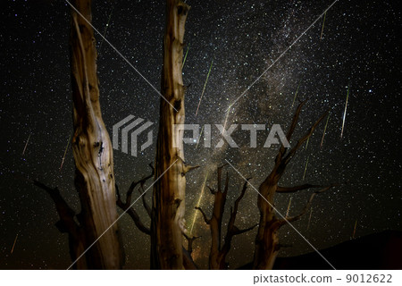 Iggoyoyu no Mori Perseus Meteor Showers Milky Way Galaxy Fast Speed Shot 2013 California 9012622